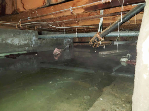 Best Mold removal after water damage  in Arbuckle, CA